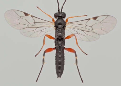 Image of Pimpla spuria Gravenhorst 1829