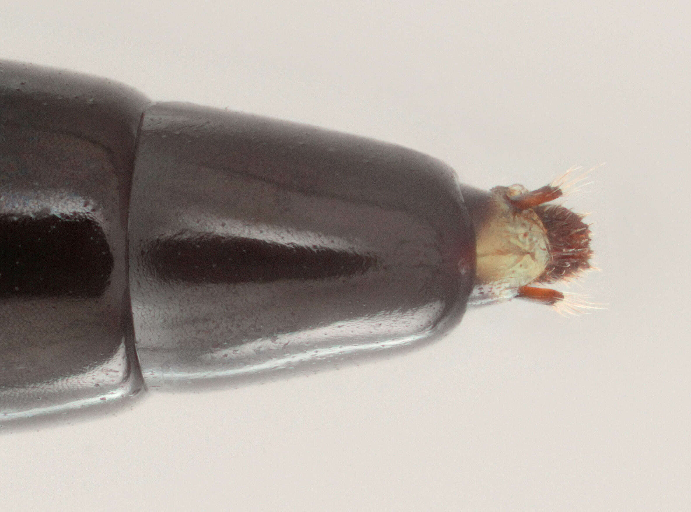 Image de Limerodops elongatus (Brischke 1865)
