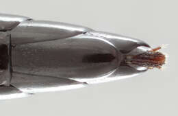 Image de Limerodops elongatus (Brischke 1865)