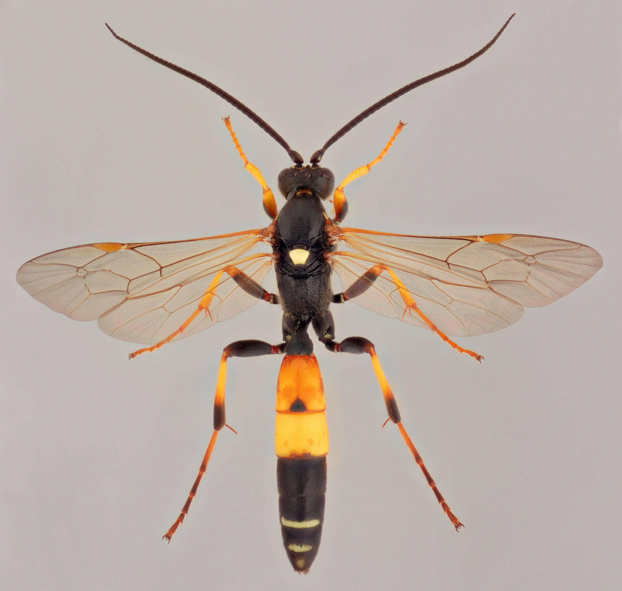 Image of Spilichneumon ammonius (Gravenhorst 1820)