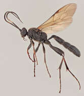 Image of Ctenichneumon funereus (Geoffroy 1785)