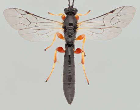 Image of Exochus gravipes (Gravenhorst 1820)