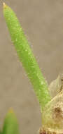 Image of Spergularia rupicola Le Jolis