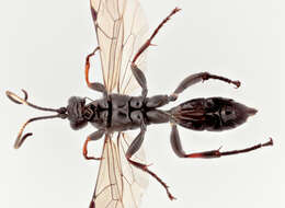 Image of Vulgichneumon saturatorius (Linnaeus 1758)