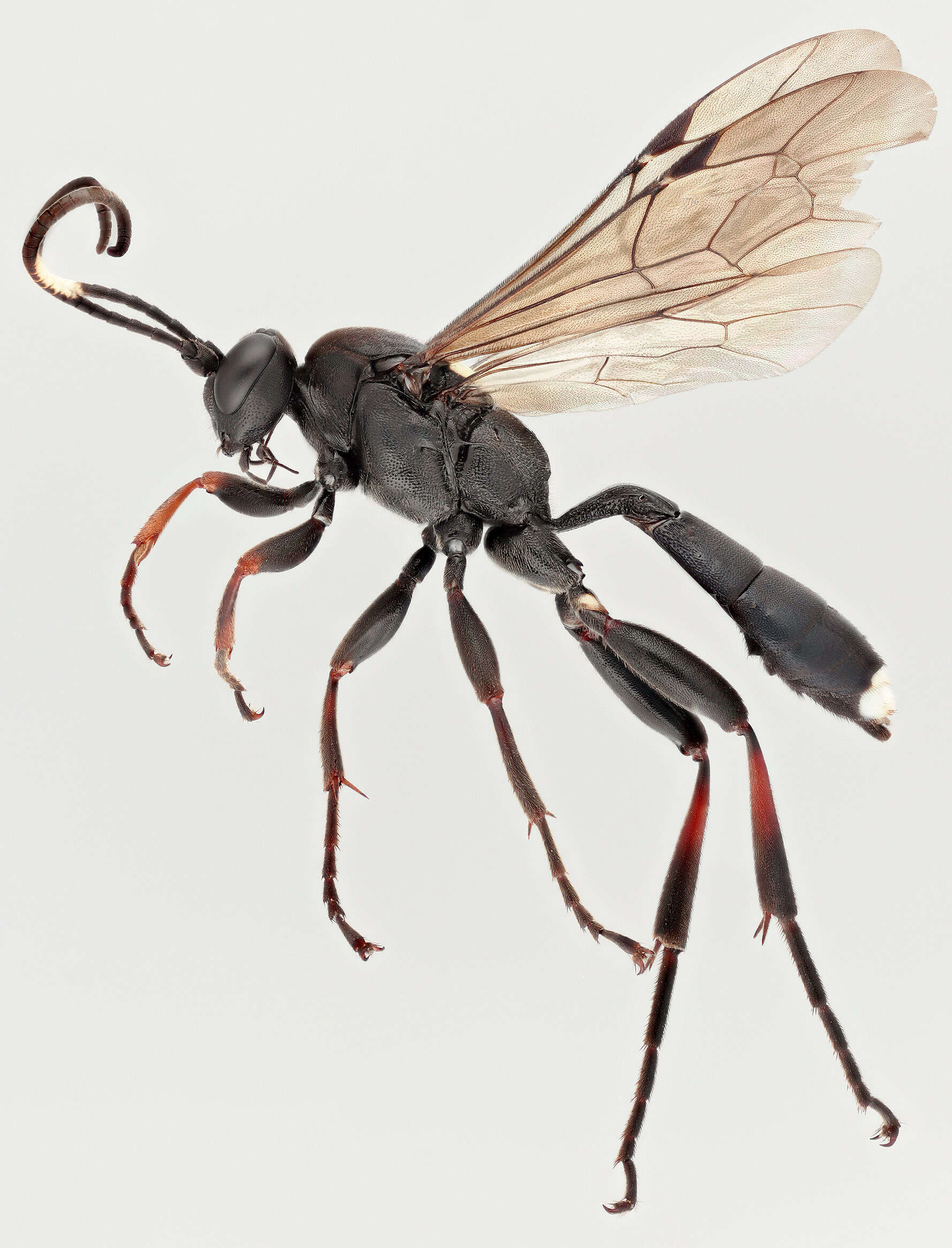 Image of Vulgichneumon saturatorius (Linnaeus 1758)