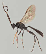 Imagem de Vulgichneumon bimaculatus (Schrank 1776)