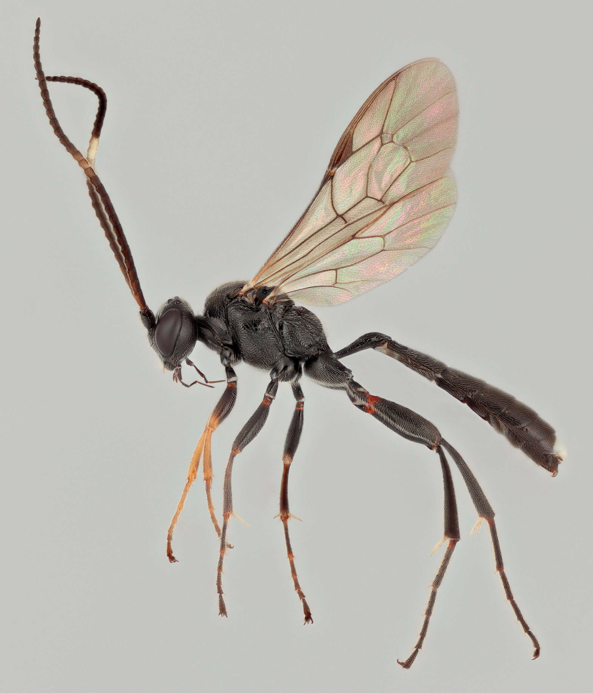 Imagem de Vulgichneumon bimaculatus (Schrank 1776)