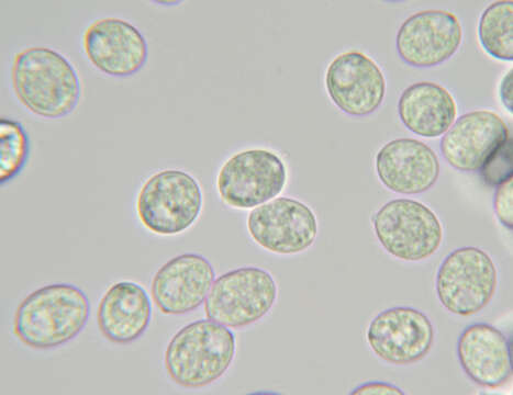 Слика од Radulomyces confluens (Fr.) M. P. Christ. 1960