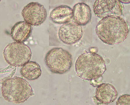 Imagem de Scrophularia scorodonia L.