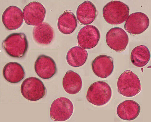 Scrophularia scorodonia L. resmi