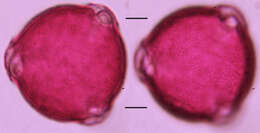 Imagem de Scrophularia scorodonia L.