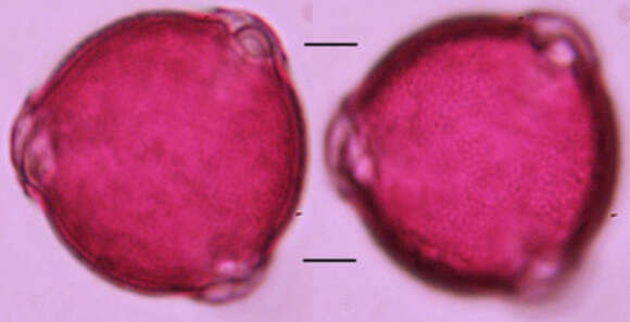 Imagem de Scrophularia scorodonia L.