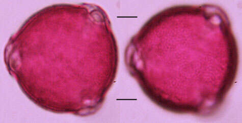 Scrophularia scorodonia L. resmi