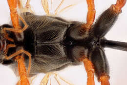 Image of Bathythrix claviger (Taschenberg 1865)