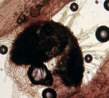 Image of Hirsutella entomophila Pat. 1892