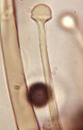 Image of Hirsutella entomophila Pat. 1892