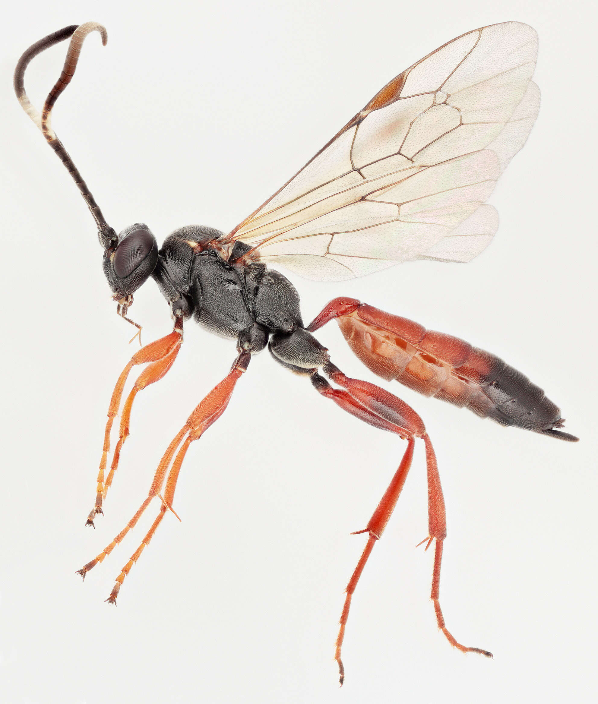 Image of Aoplus defraudator (Wesmael 1845)