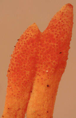 Image of Cordycipitaceae