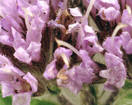 Image of Water Mint