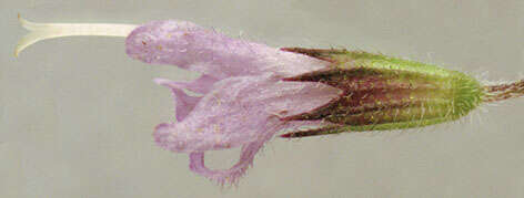 Image of Water Mint