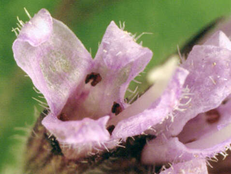 Image of Water Mint