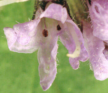 Image of Water Mint