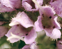 Image of Water Mint