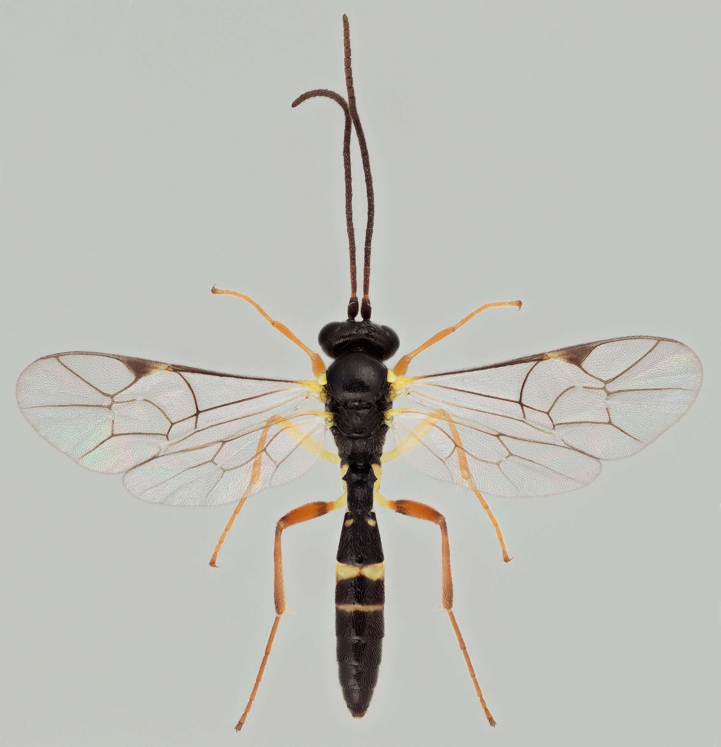 Image de Sussaba cognata (Holmgren 1858)