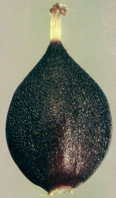 Image of Water-pepper