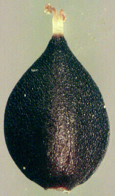 Image of Water-pepper