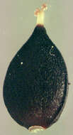 Image of Water-pepper