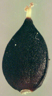 Image of Water-pepper