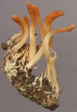 Image of Cordyceps militaris (L.) Fr. 1818