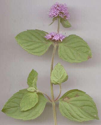 Image of Water Mint