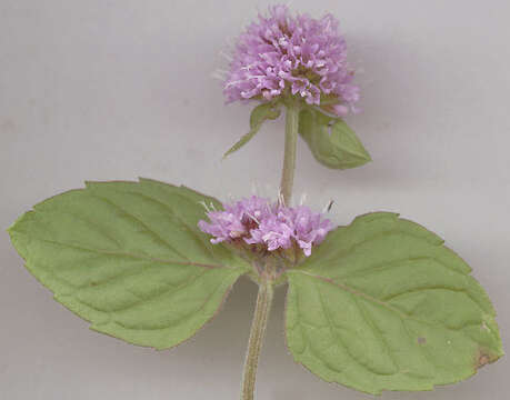 Image of Water Mint