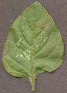 Image of Water Mint