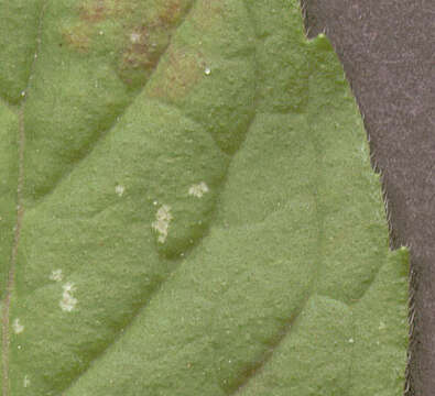 Image of Water Mint