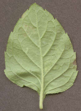 Image of Water Mint