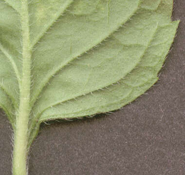 Image of Water Mint