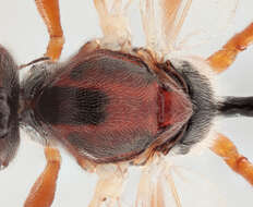 Image of Mesochorus giberius (Thunberg 1822)