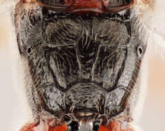 Image of Mesochorus giberius (Thunberg 1822)