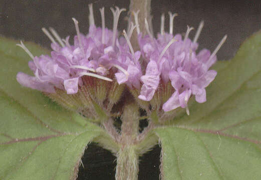 Image of Water Mint