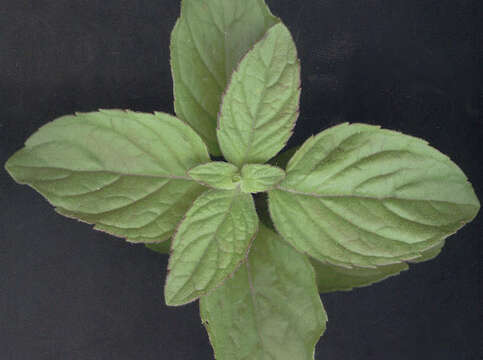 Image of Water Mint