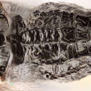 Image of Acrodactyla carinator (Aubert 1965)