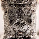 Image of Cryptus moschator (Fabricius 1787)