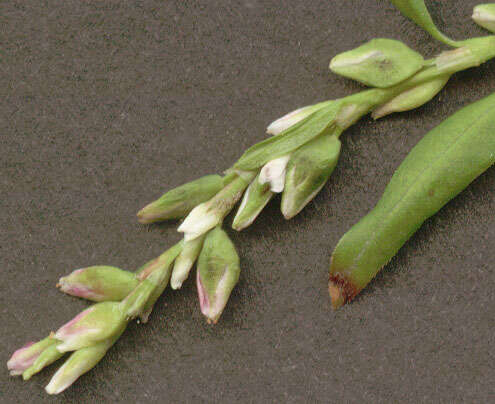 Image of Water-pepper