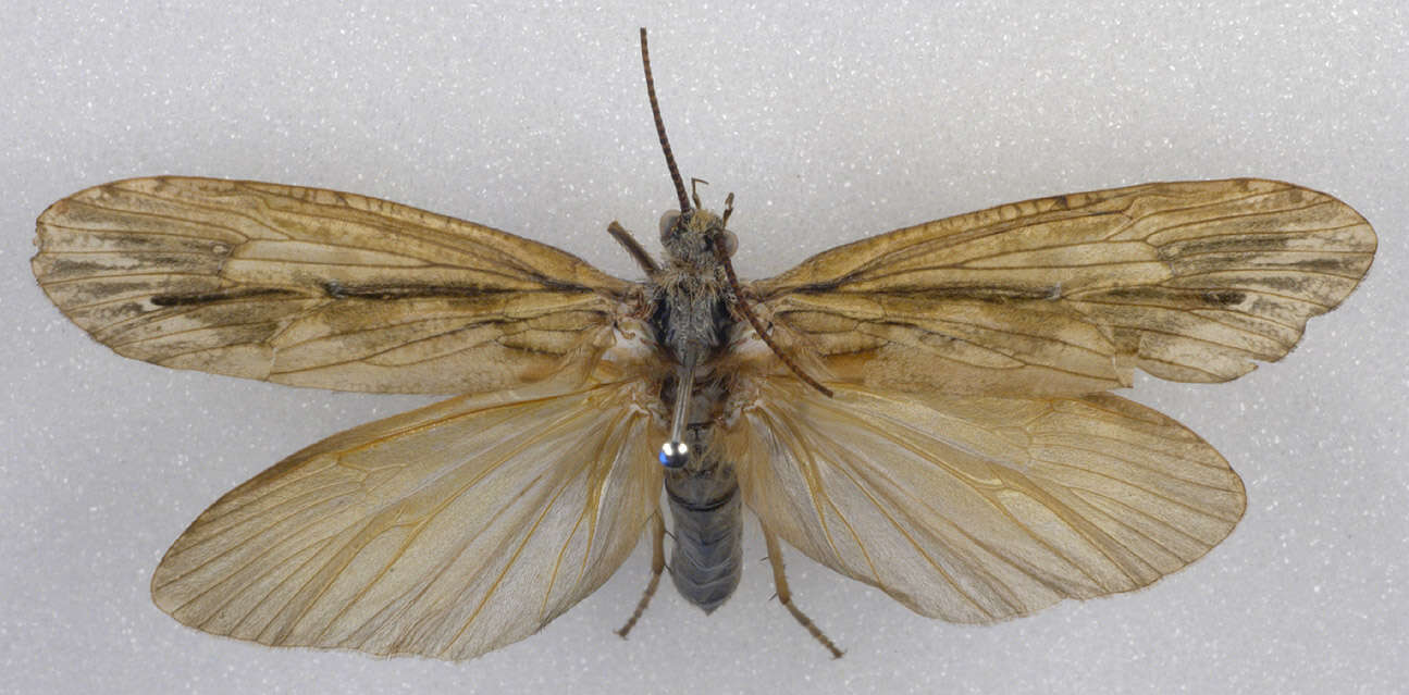Image of Phryganea (Phryganea) grandis Linnaeus 1758