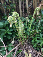 Image of hard shield-fern