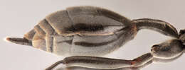 Image of Agriotypus