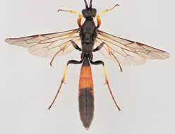 Image of Alomya debellator (Fabricius 1775)